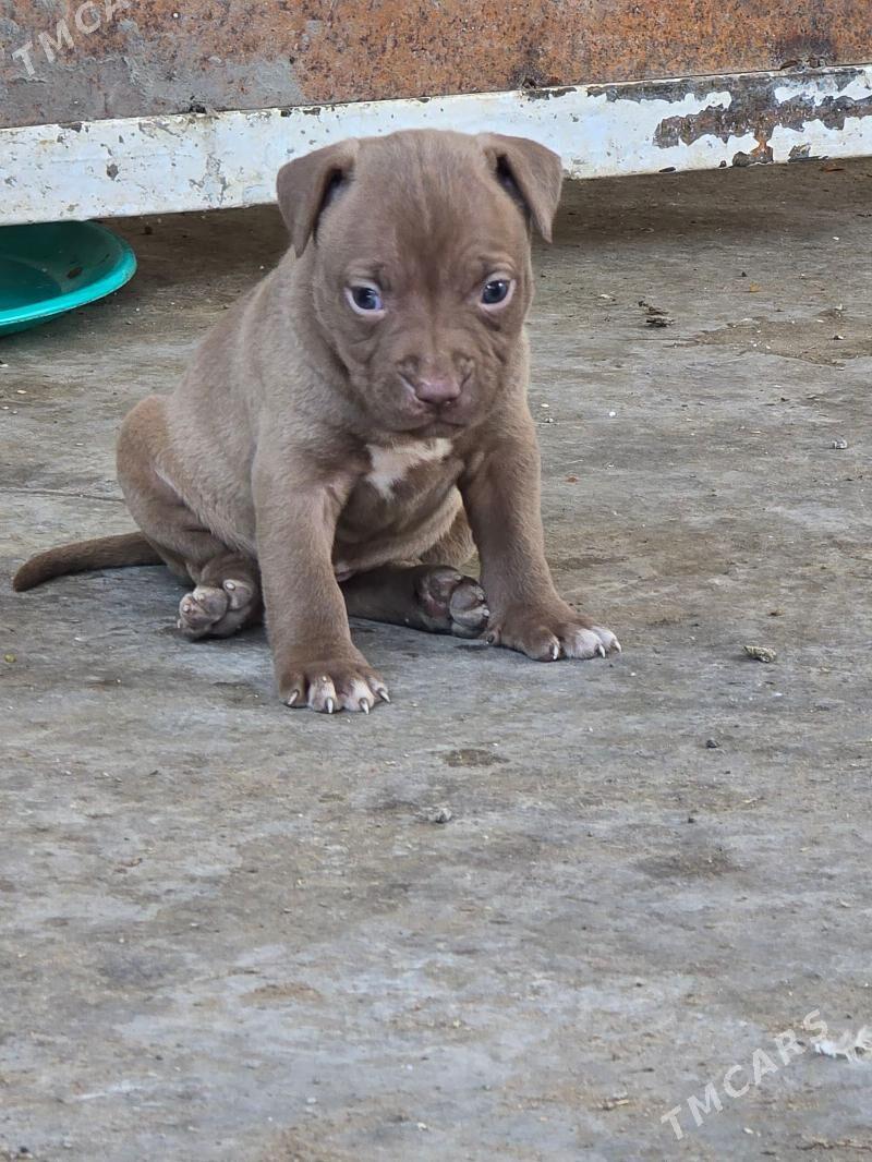 Pidbul - Aşgabat - img 5