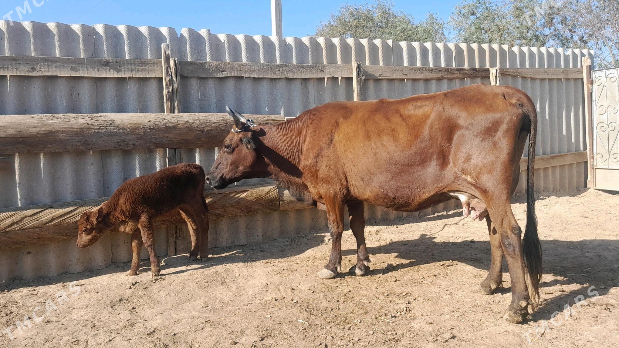 góleli - Wekilbazar - img 4