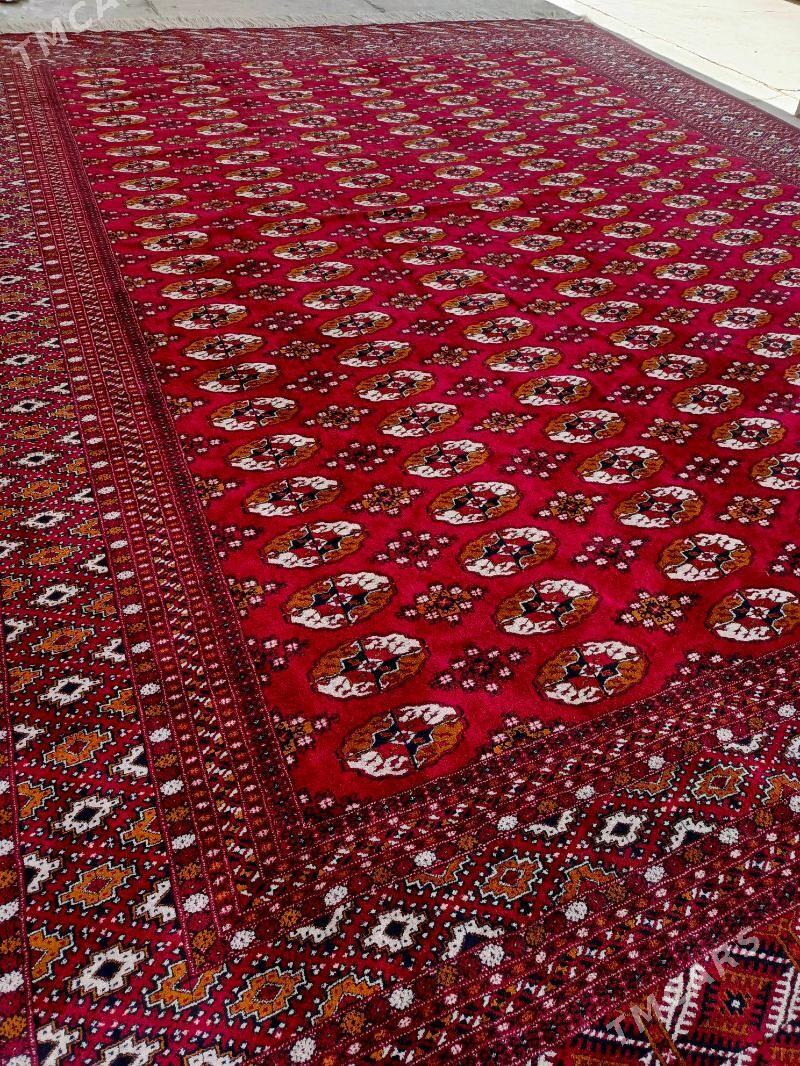 Haly - Бахарден - img 1