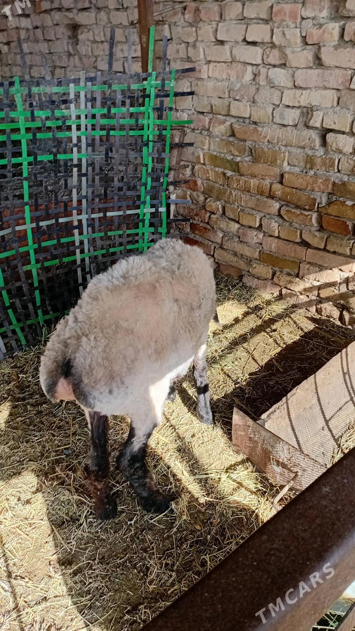 Goyun - Туркменабат - img 2