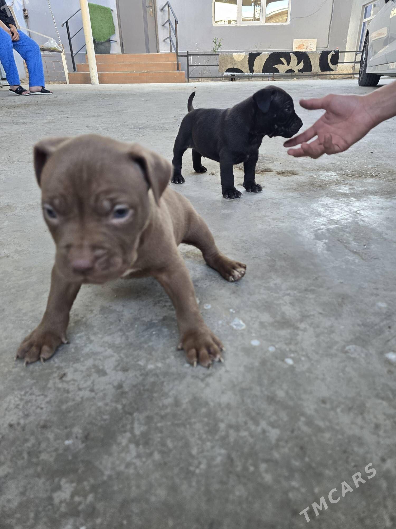 Pidbul - Aşgabat - img 1