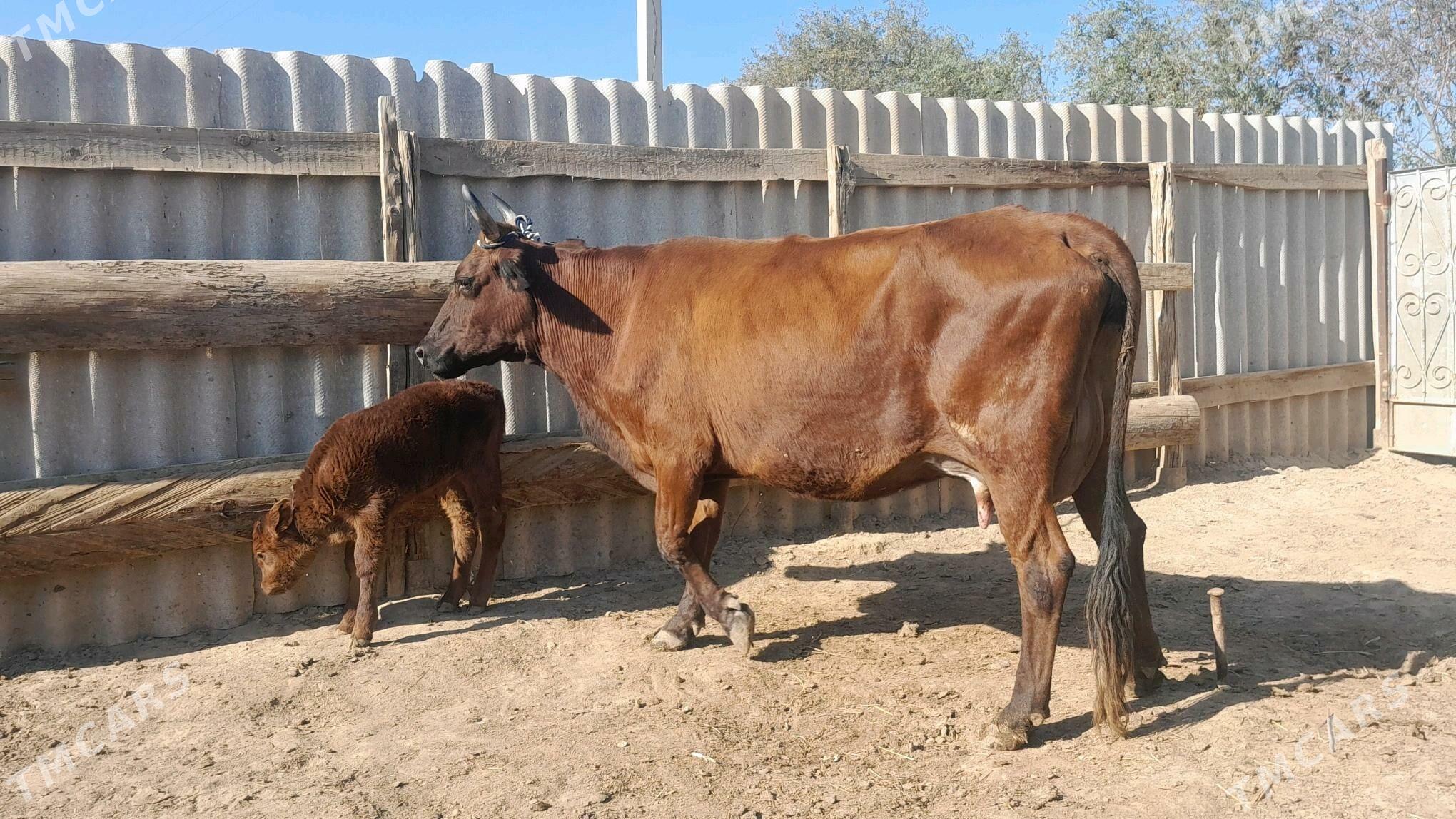 góleli - Wekilbazar - img 3