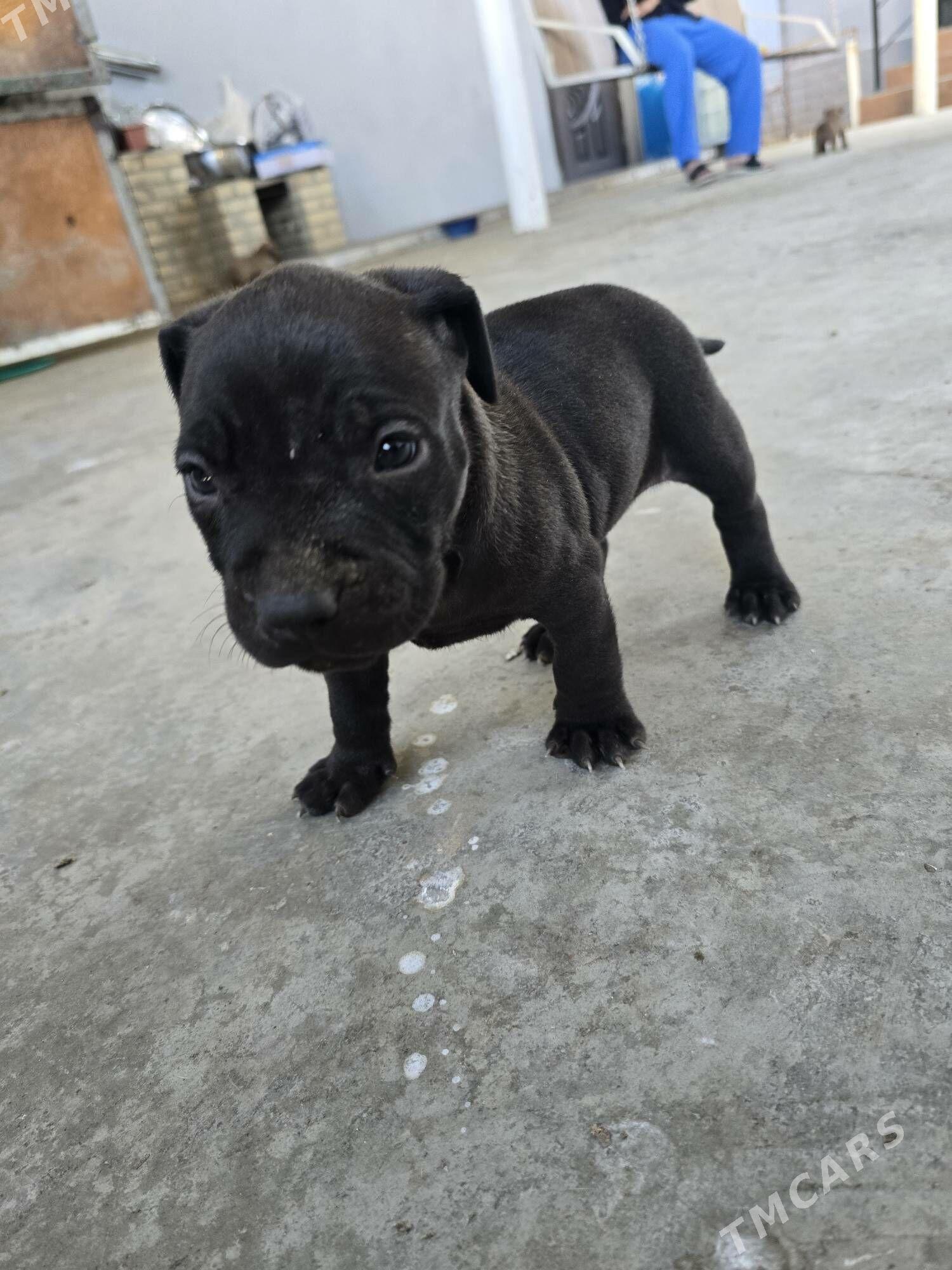 Pidbul - Aşgabat - img 6