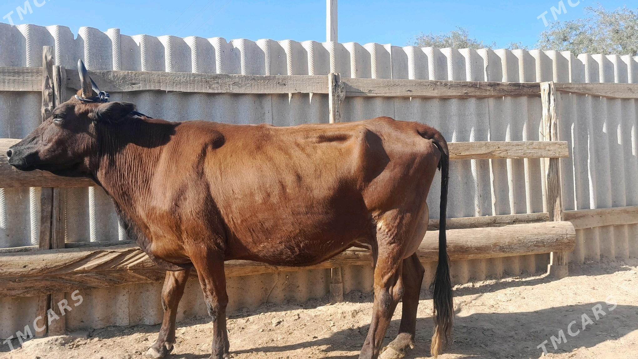 góleli - Wekilbazar - img 5