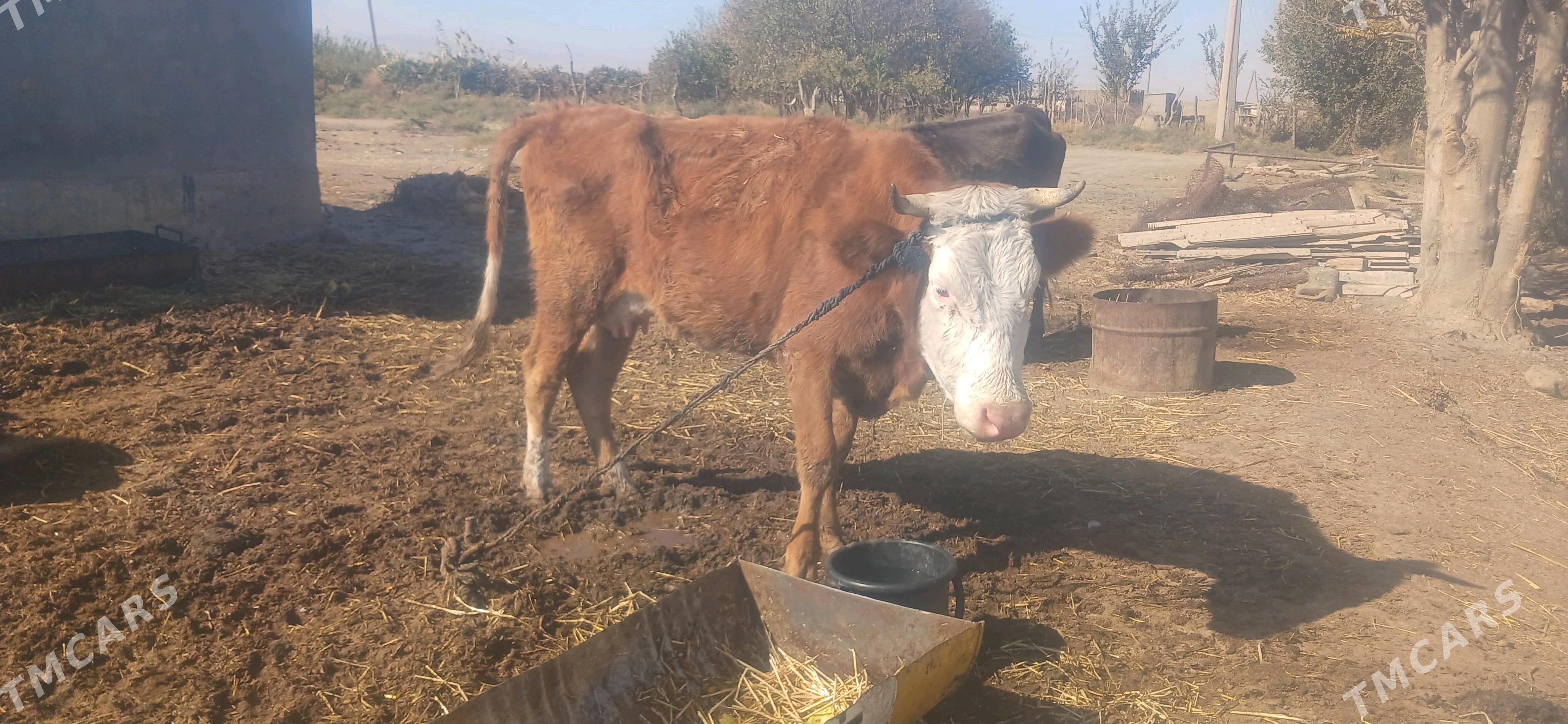 simental sygyr - Кака - img 1