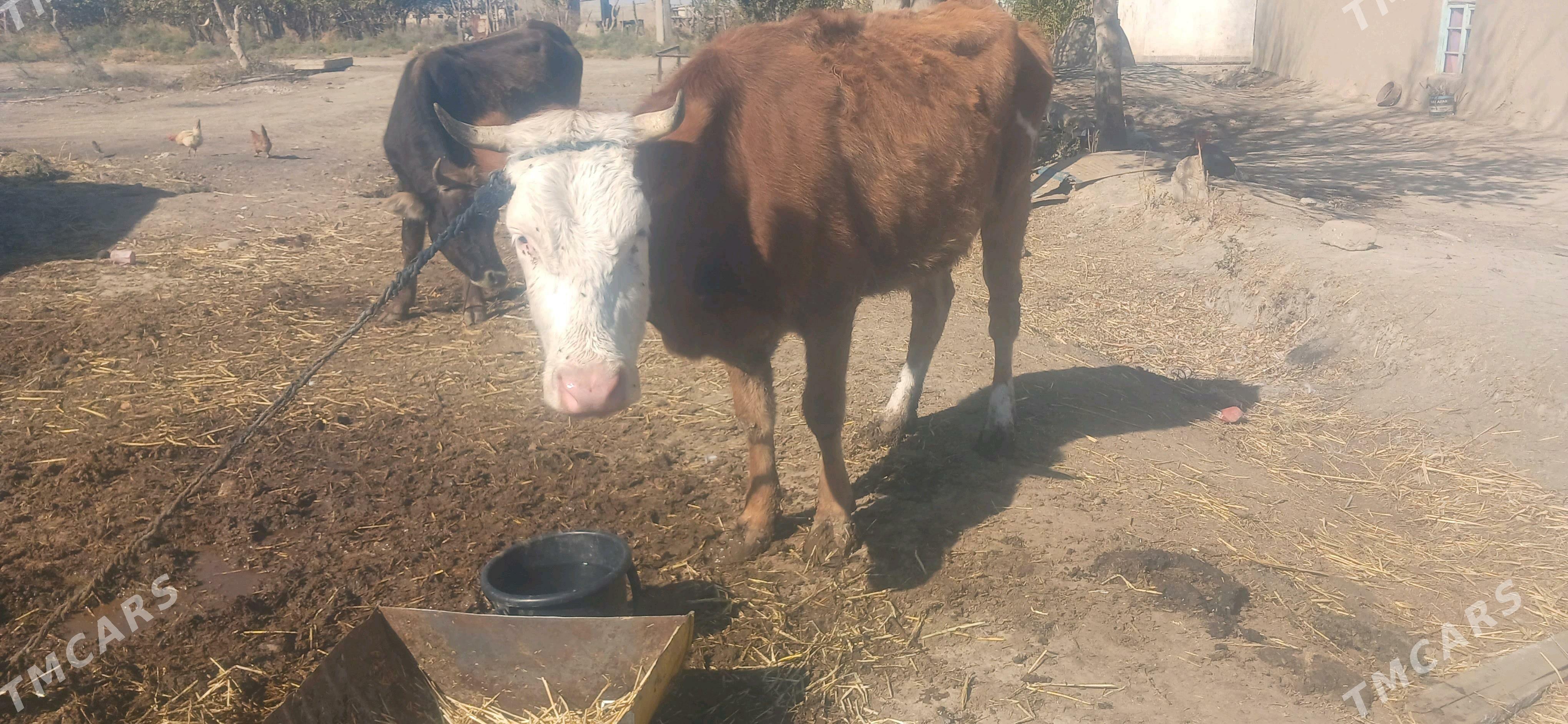 simental sygyr - Кака - img 3