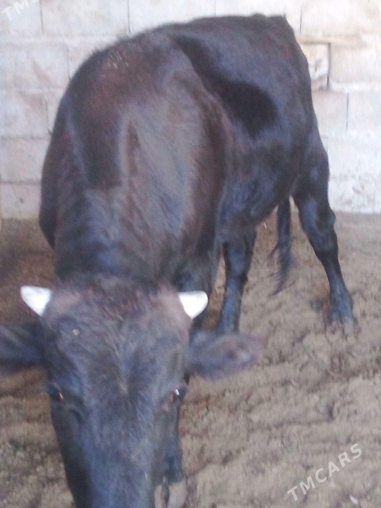 Öküz - Бузмеин - img 2