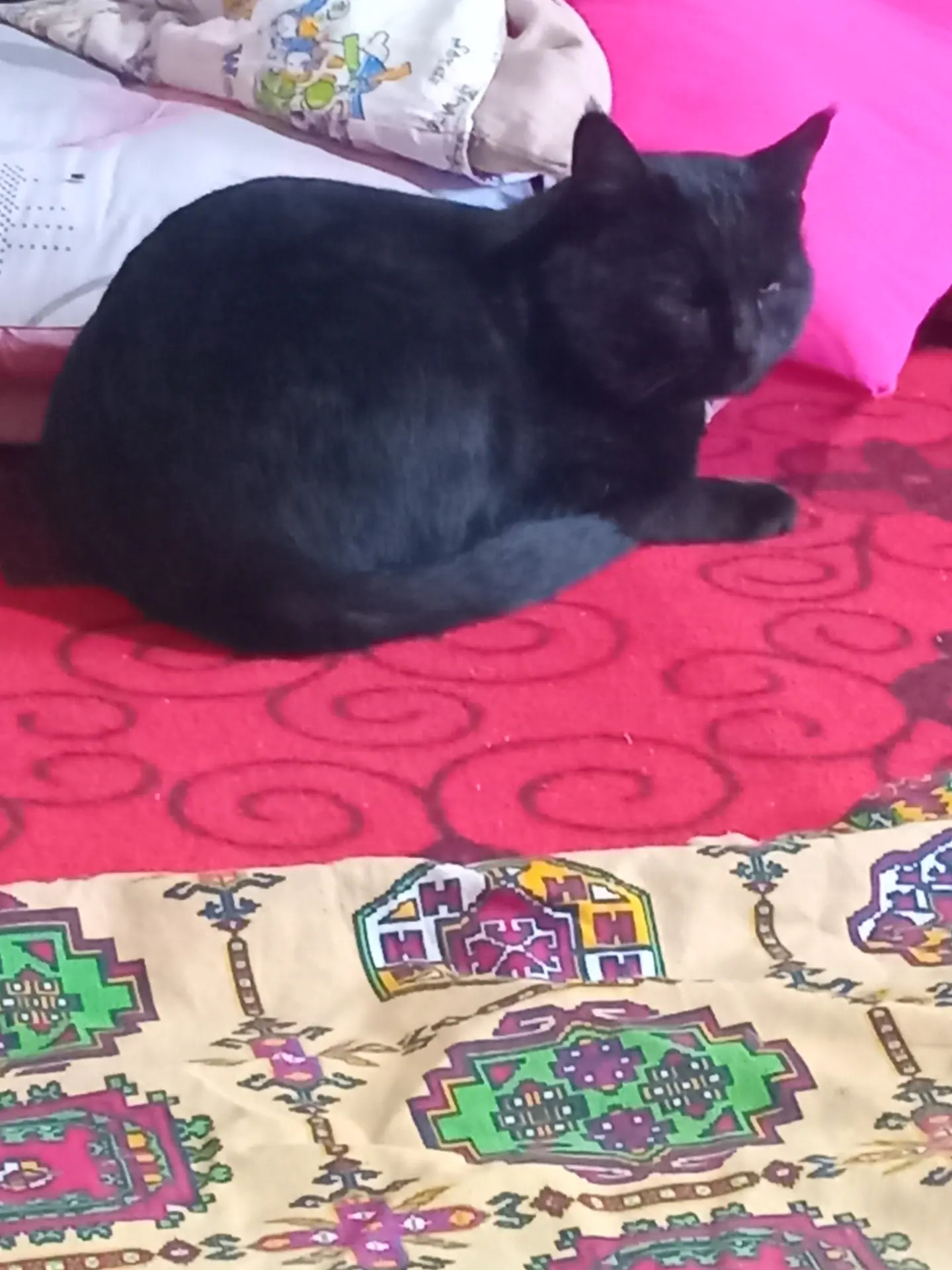 Gara pisikler erkek - Дянев - img 5