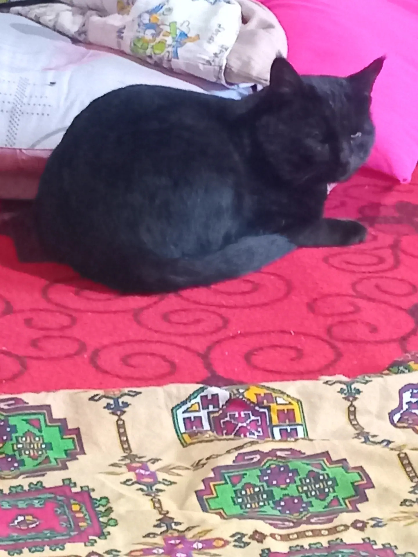 Gara pisikler erkek - Дянев - img 4