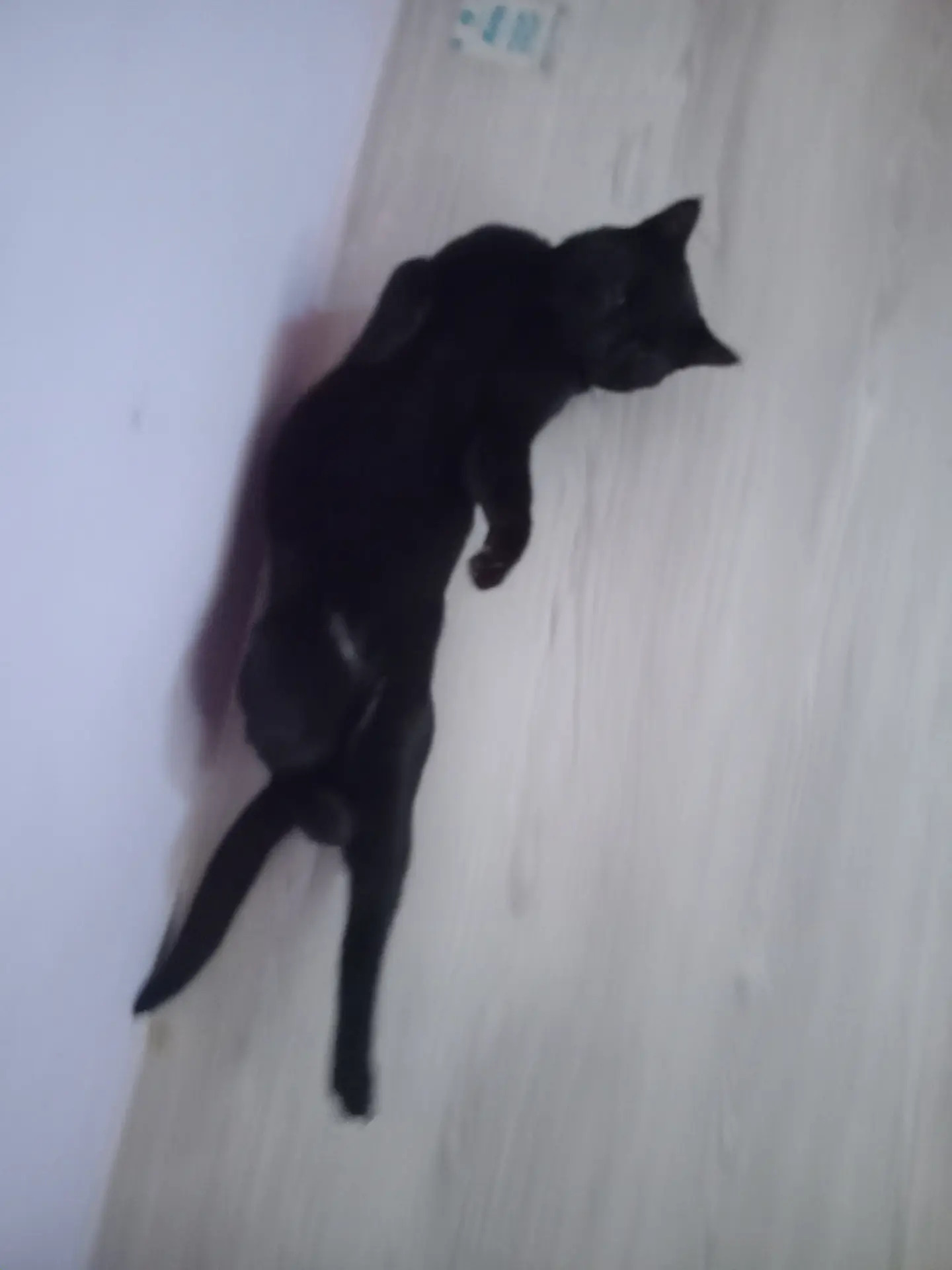 Gara pisikler erkek - Дянев - img 7