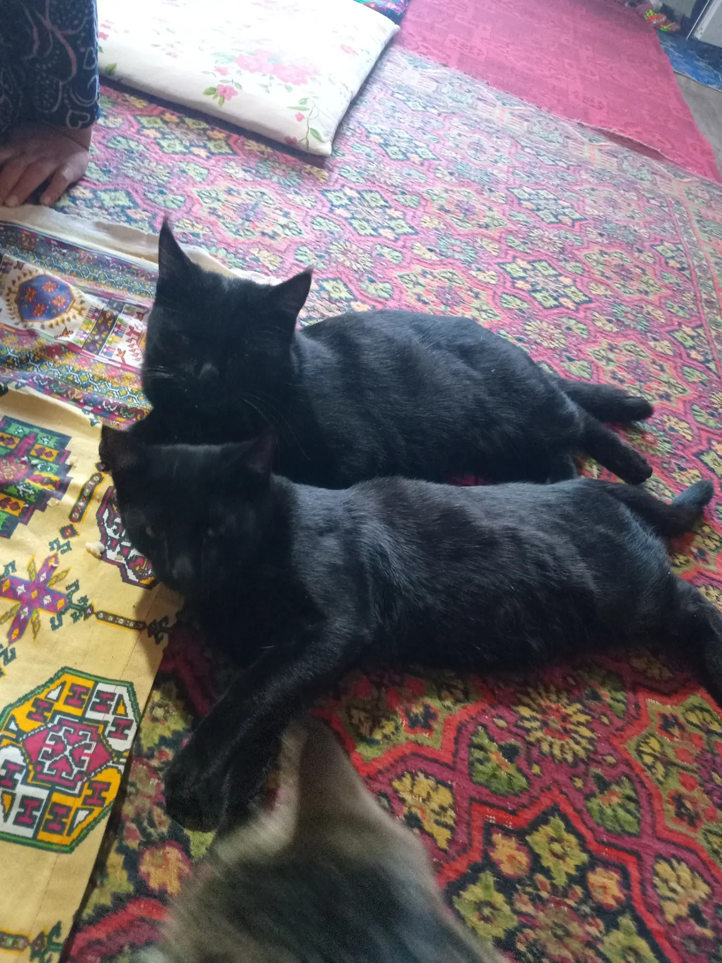 Gara pisikler erkek - Дянев - img 3