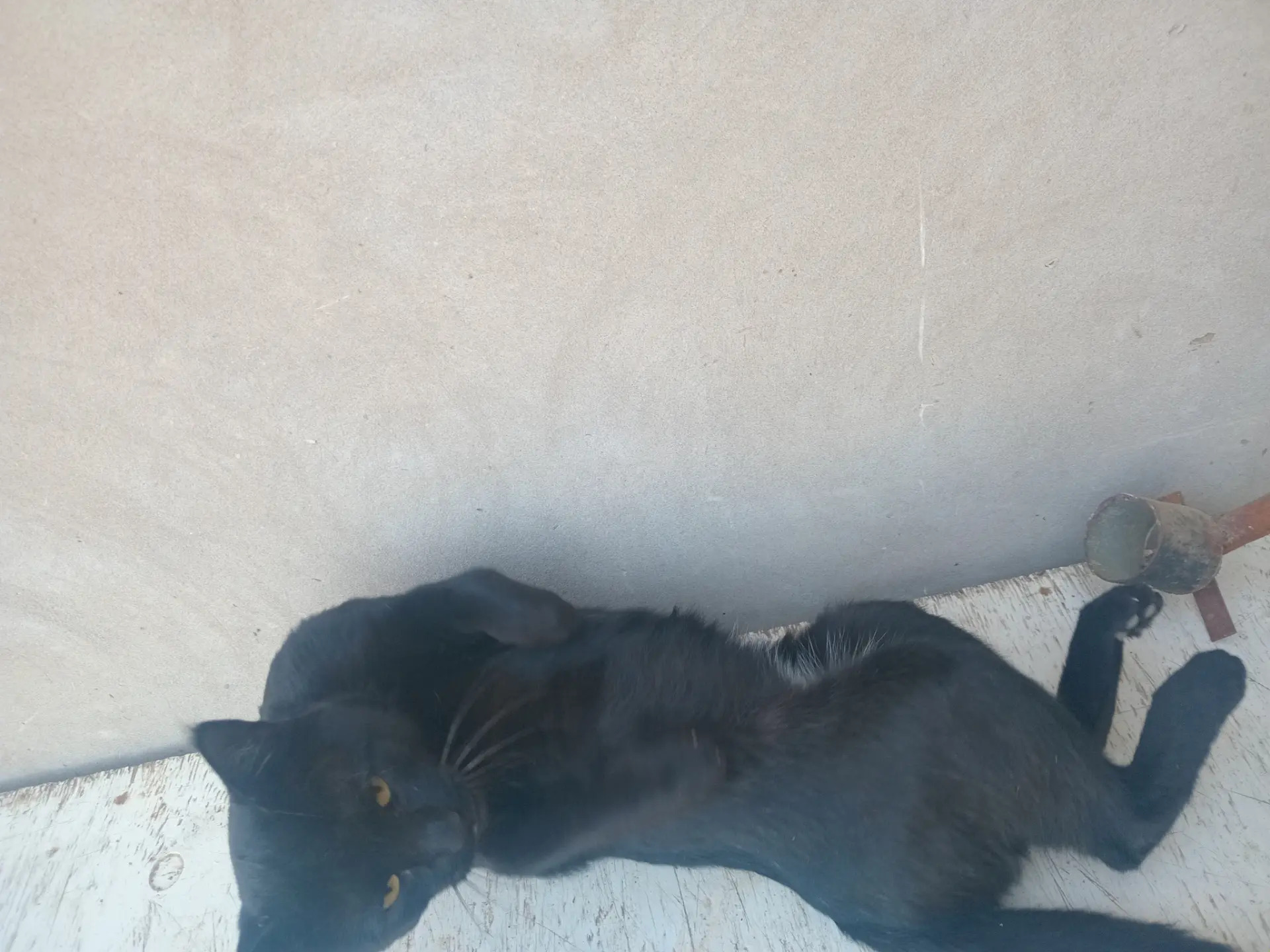 Gara pisikler erkek - Дянев - img 8