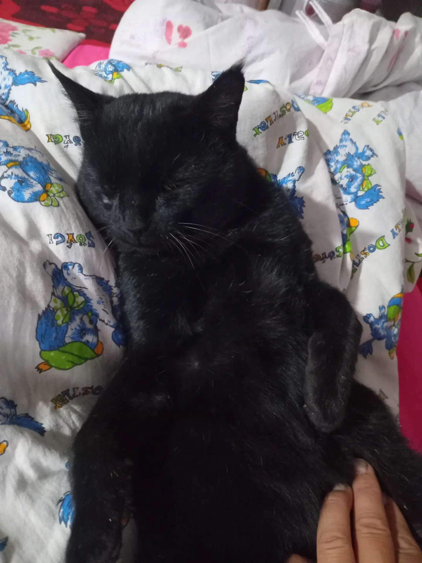 Gara pisikler erkek - Дянев - img 6