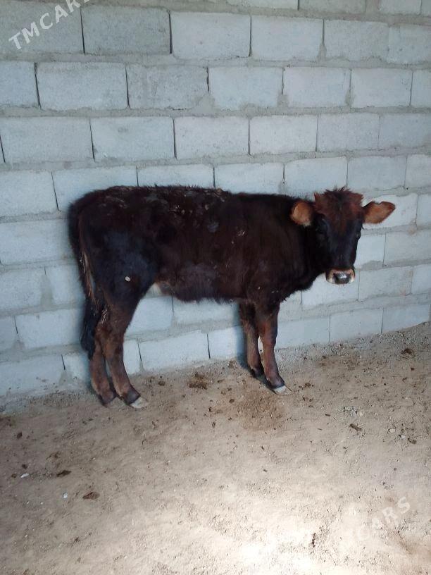 Gòleli Sygyr - Берекет - img 4