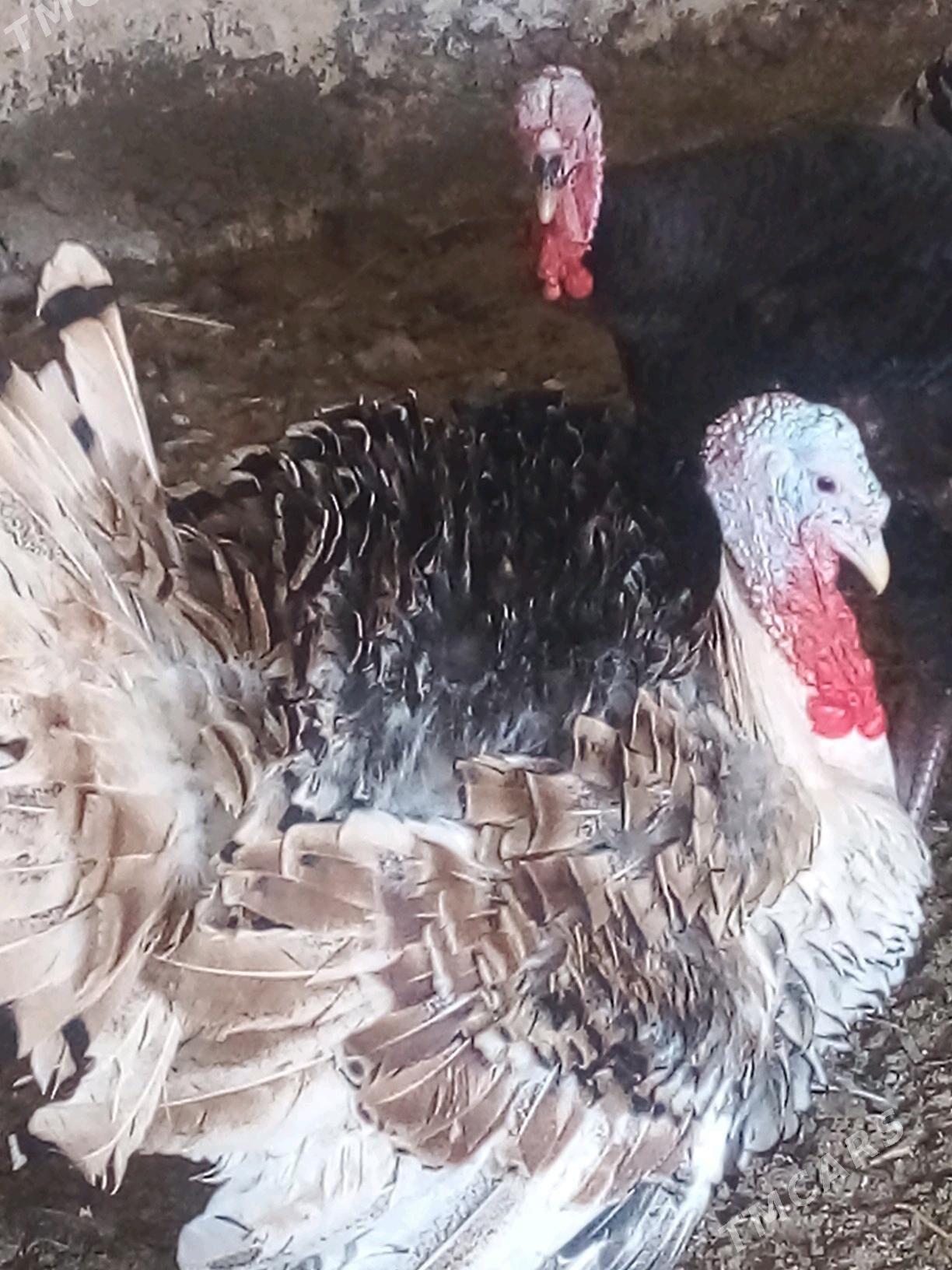 Induk - Бузмеин - img 3