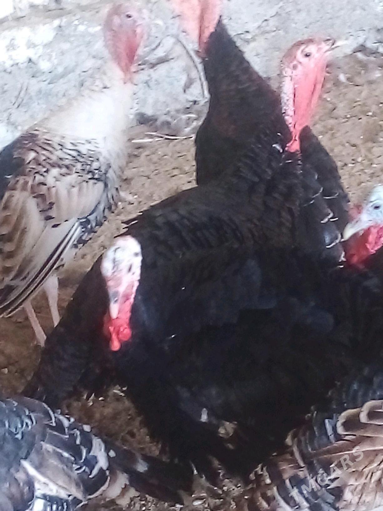 Induk - Бузмеин - img 4