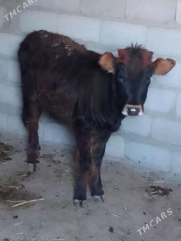 Gòleli Sygyr - Берекет - img 3