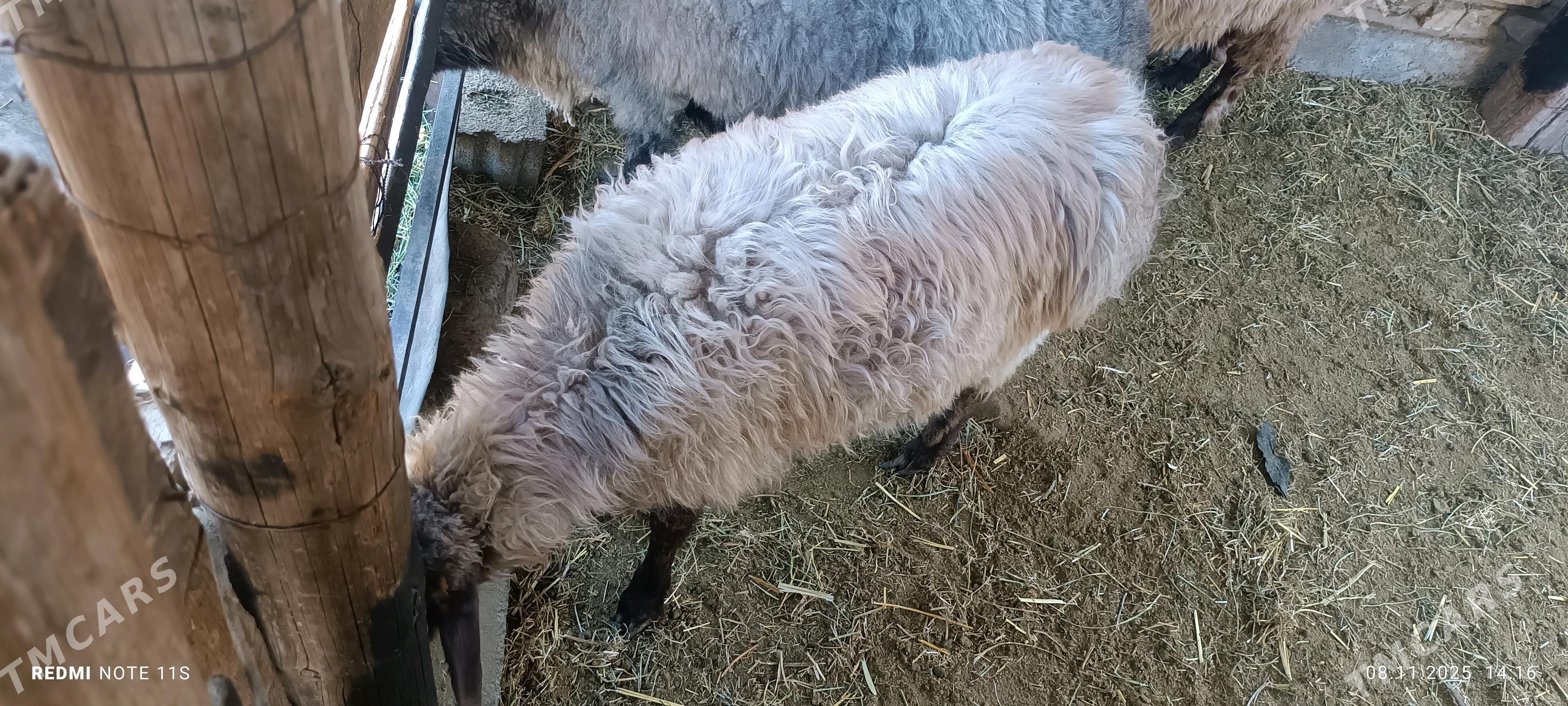 Tokly - Ak bugdaý etraby - img 2