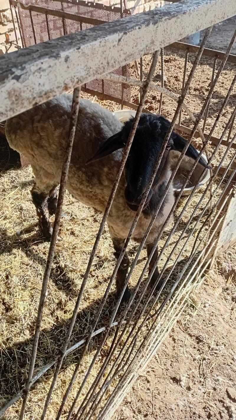 Goyun - Туркменабат - img 3