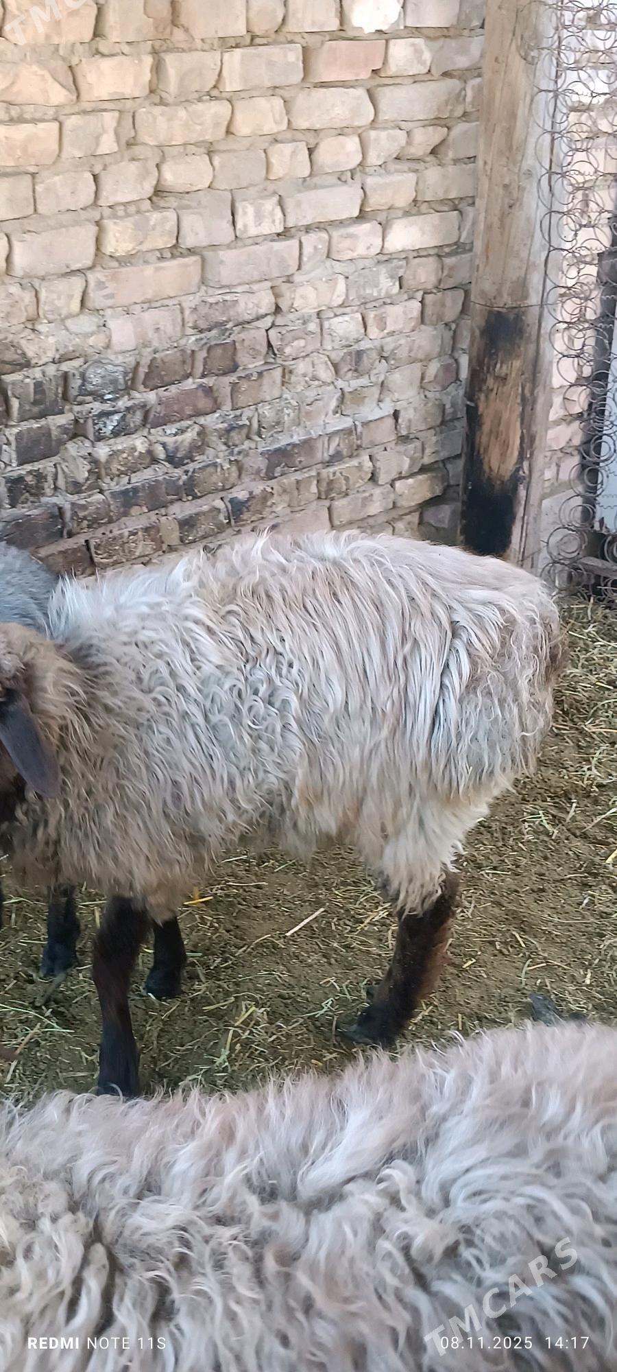 Tokly - Ak bugdaý etraby - img 3