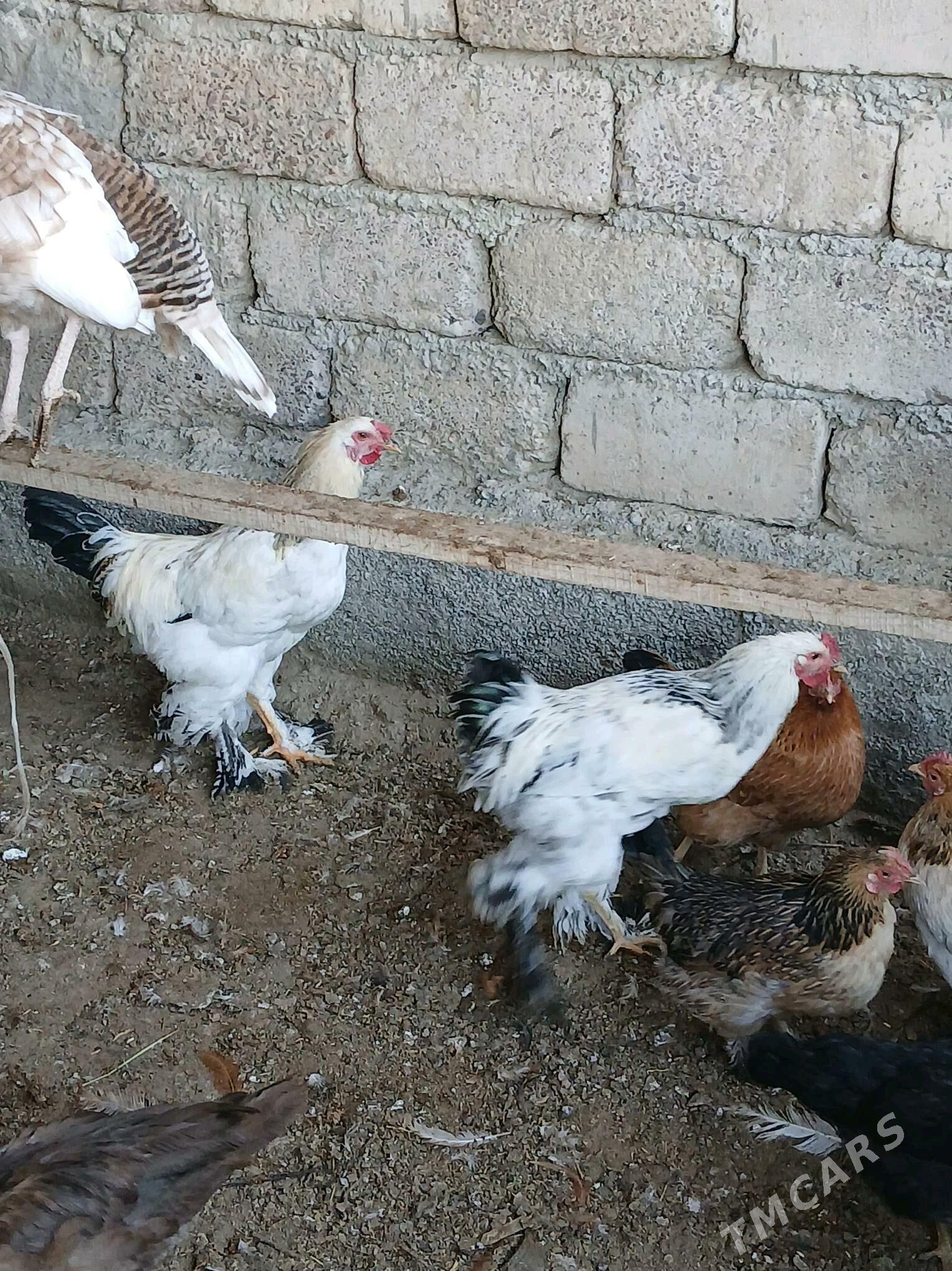 towuk - Ýaşlyk - img 3