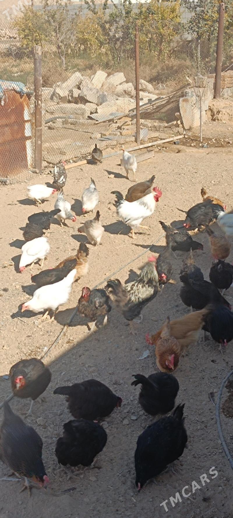 Towuk - Балканабат - img 6