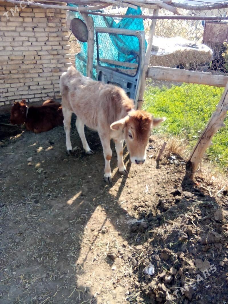 Satlyk göle - Мары - img 3