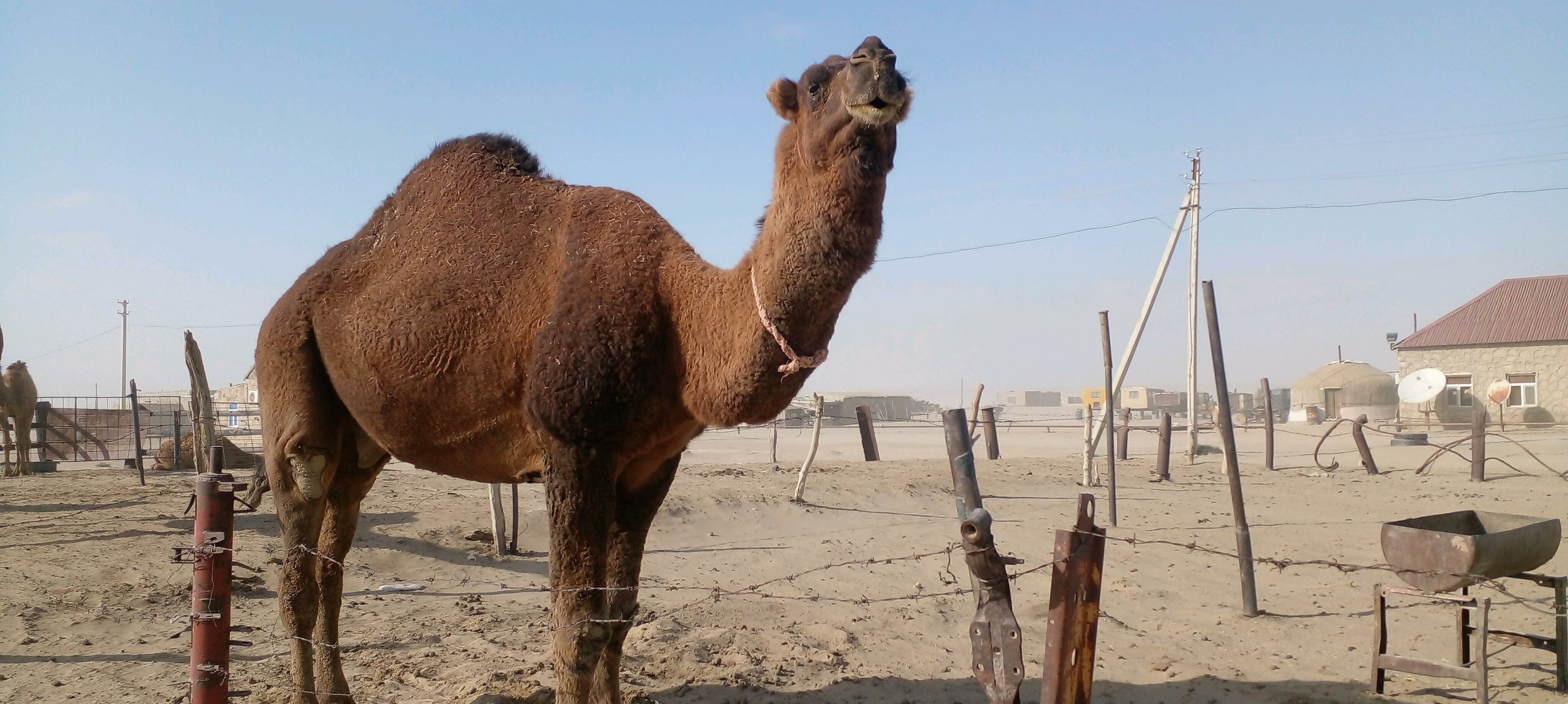 erkek - Bereket - img 2