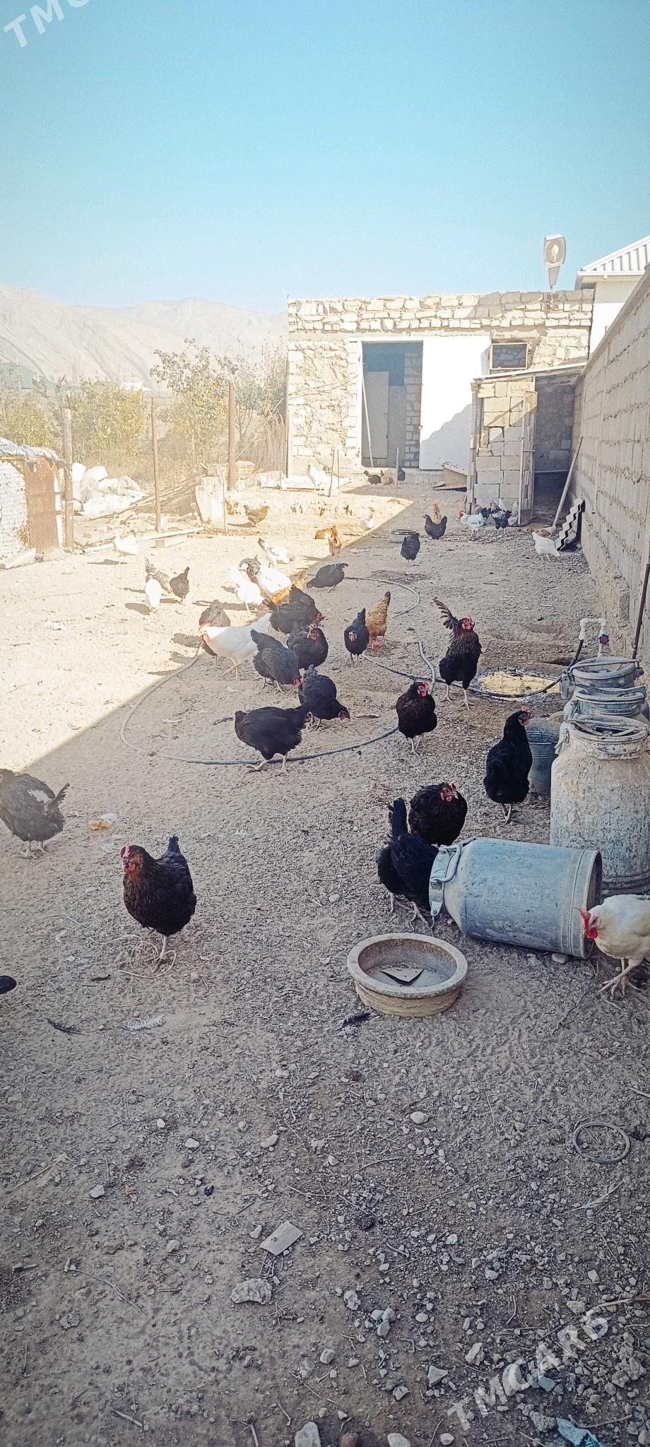 Towuk - Балканабат - img 1