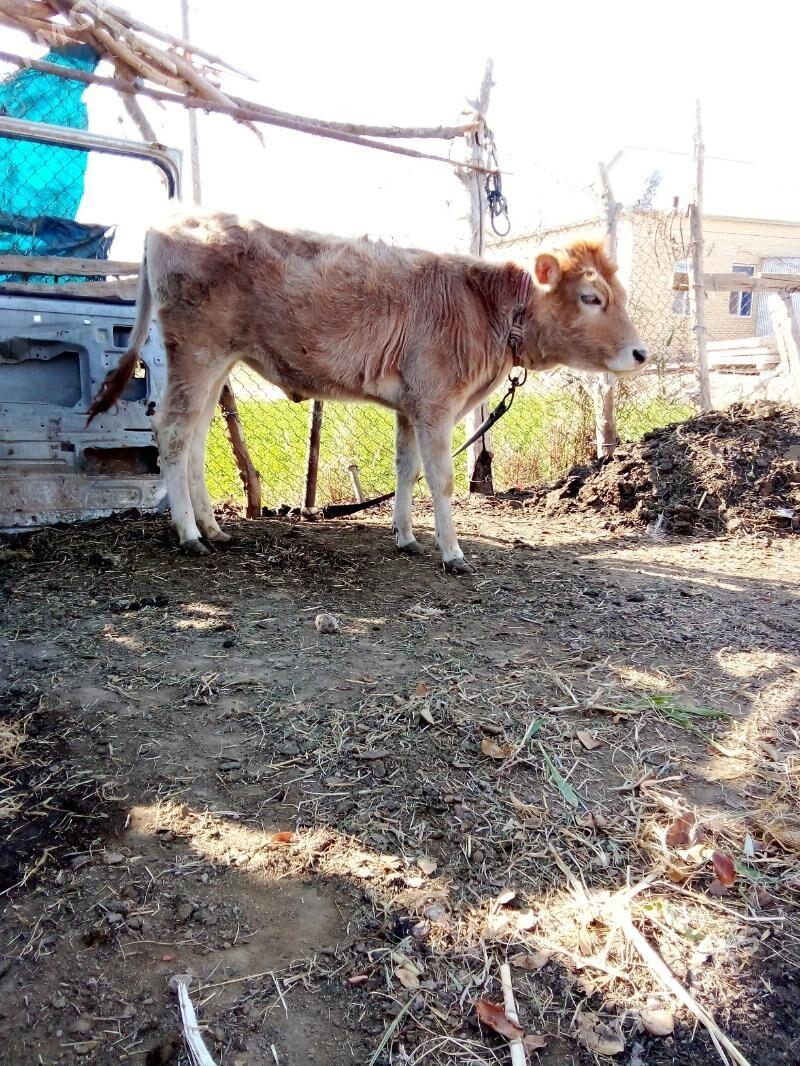 Satlyk göle - Мары - img 1