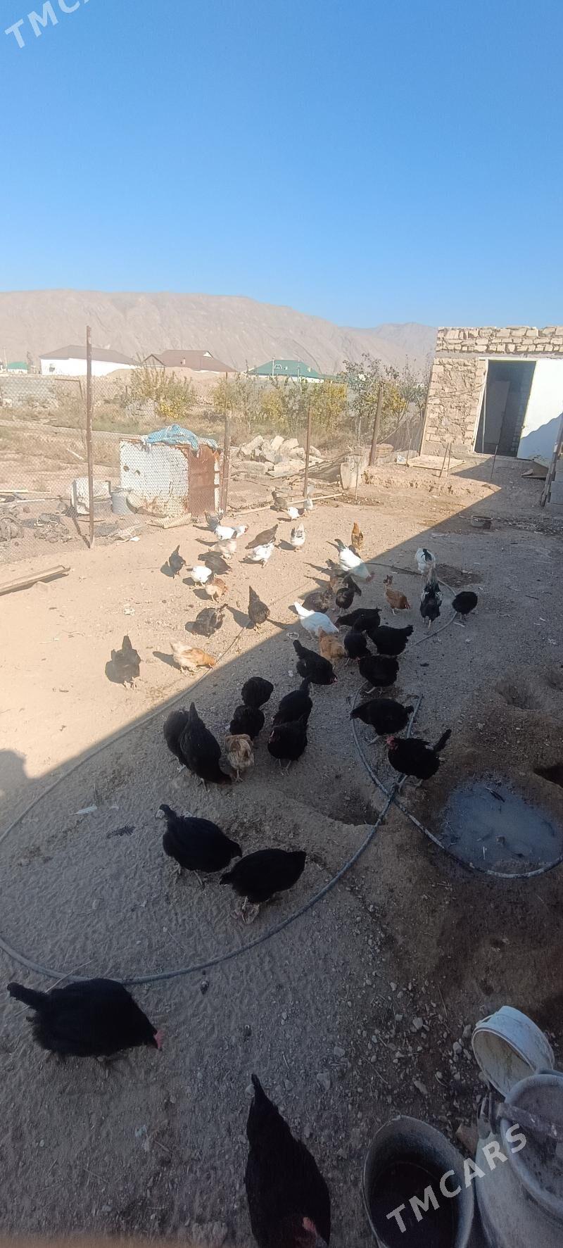 Towuk - Балканабат - img 4