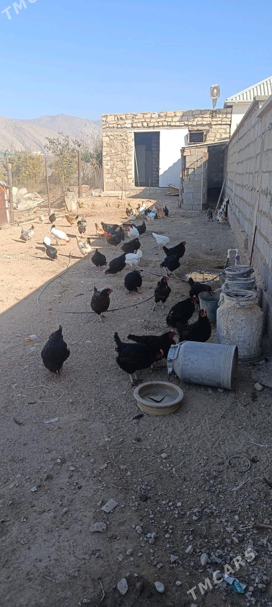 Towuk - Балканабат - img 3