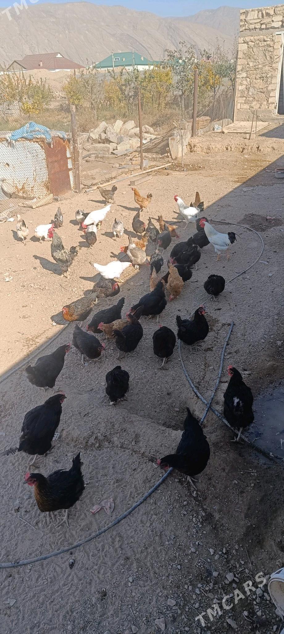 Towuk - Балканабат - img 10