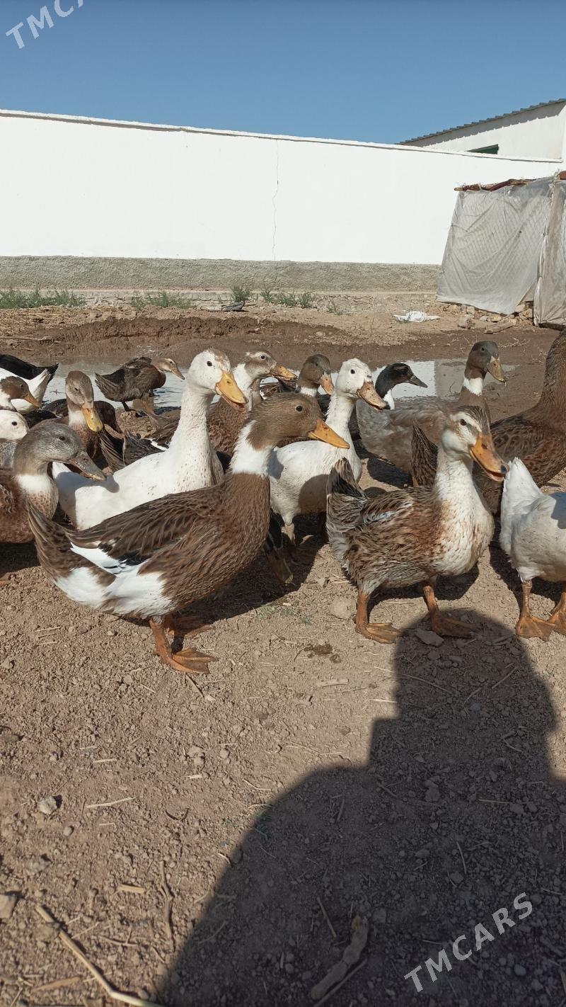 Gak gak ordek - Теджен - img 3