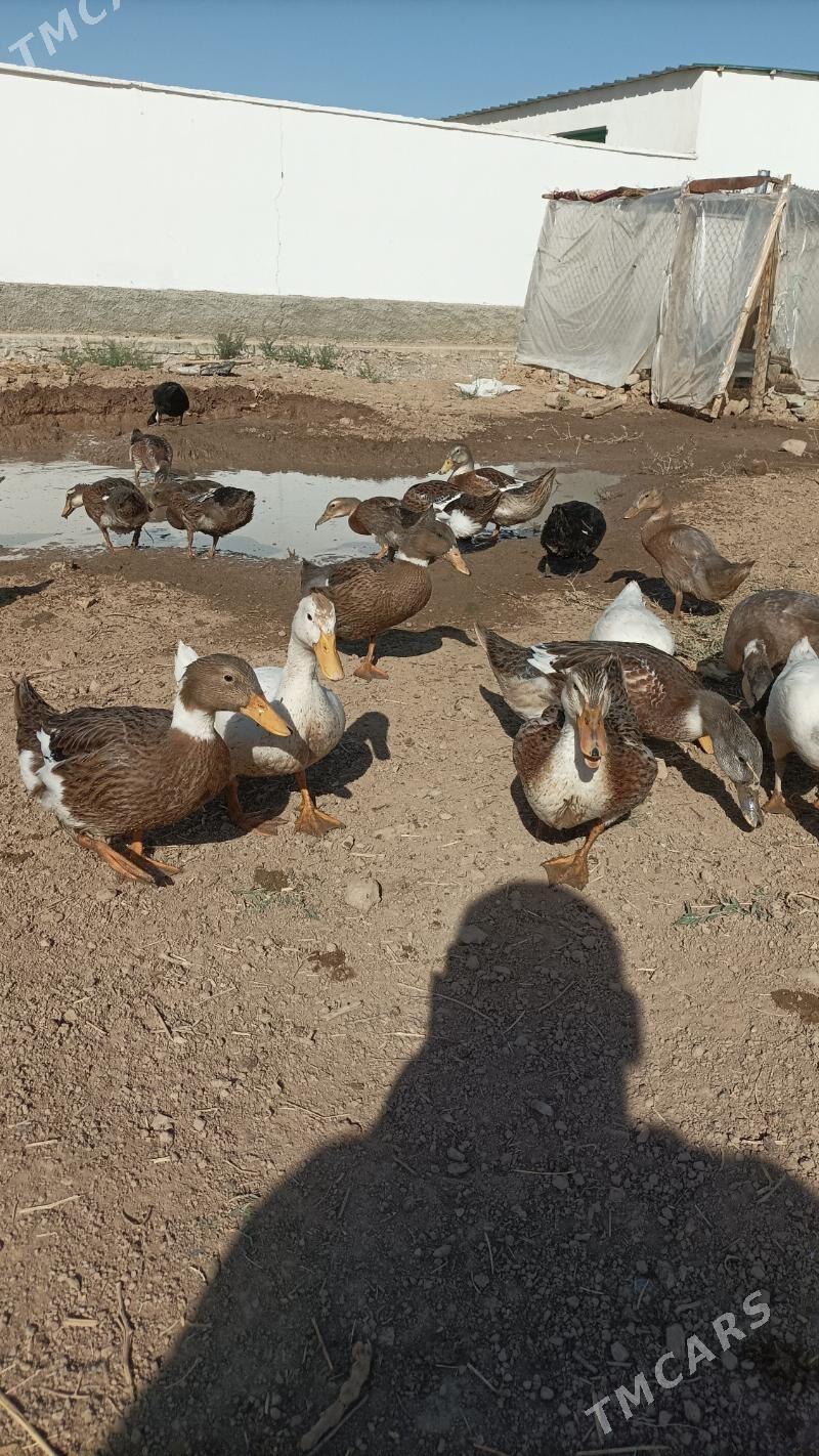 Gak gak ordek - Теджен - img 2