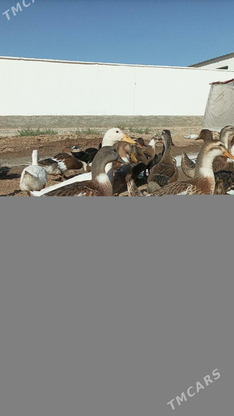 Gak gak ordek - Теджен - img 4