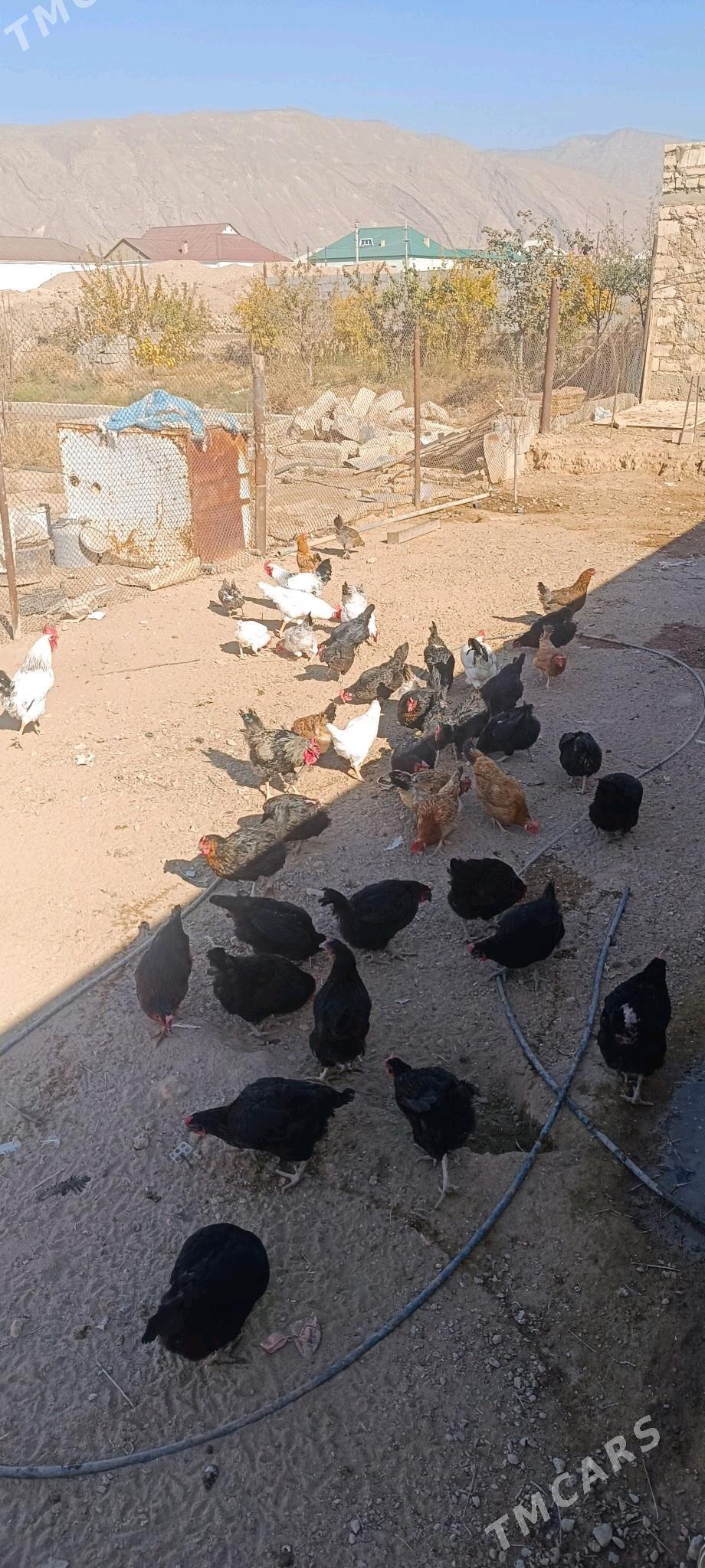 Towuk - Балканабат - img 8