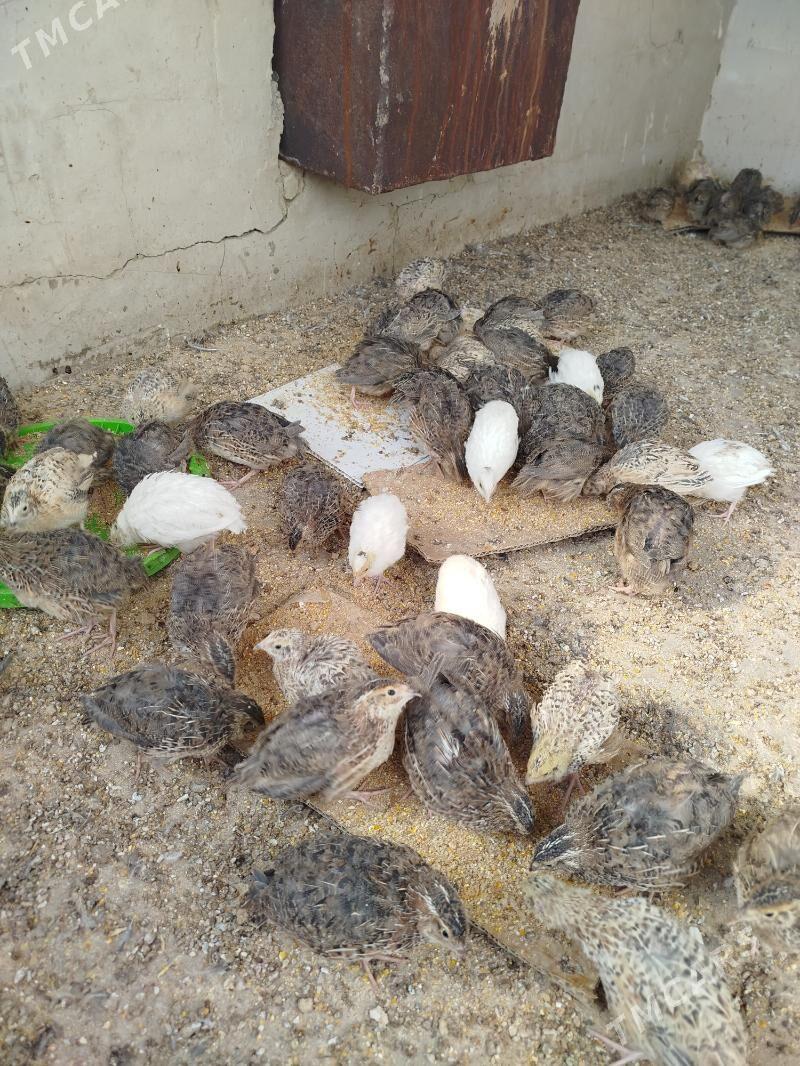 Bedene - Чоганлы - img 5