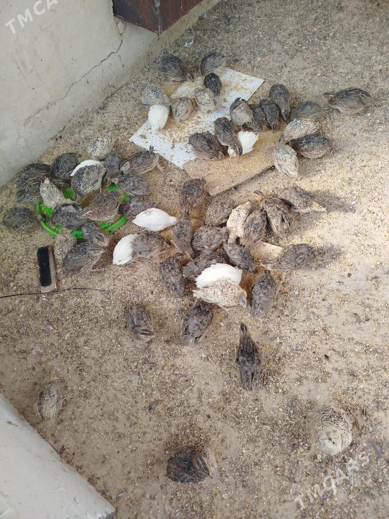 Bedene - Чоганлы - img 2