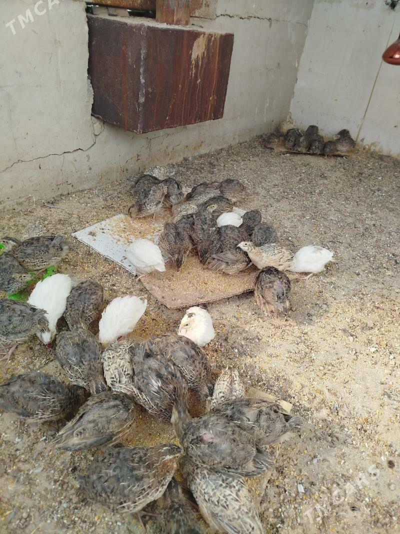 Bedene - Чоганлы - img 3