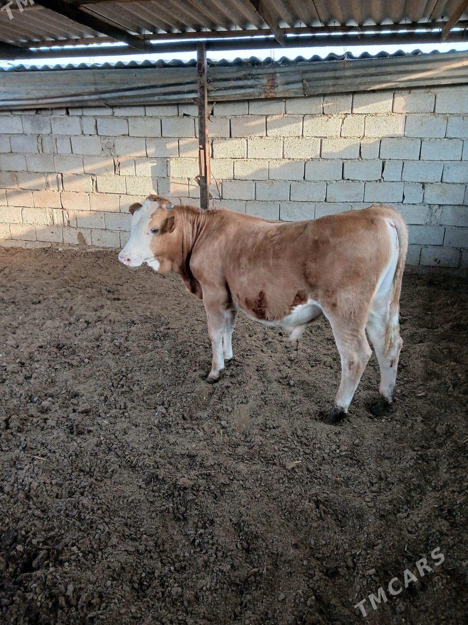 Ökuz - Gökdepe - img 1