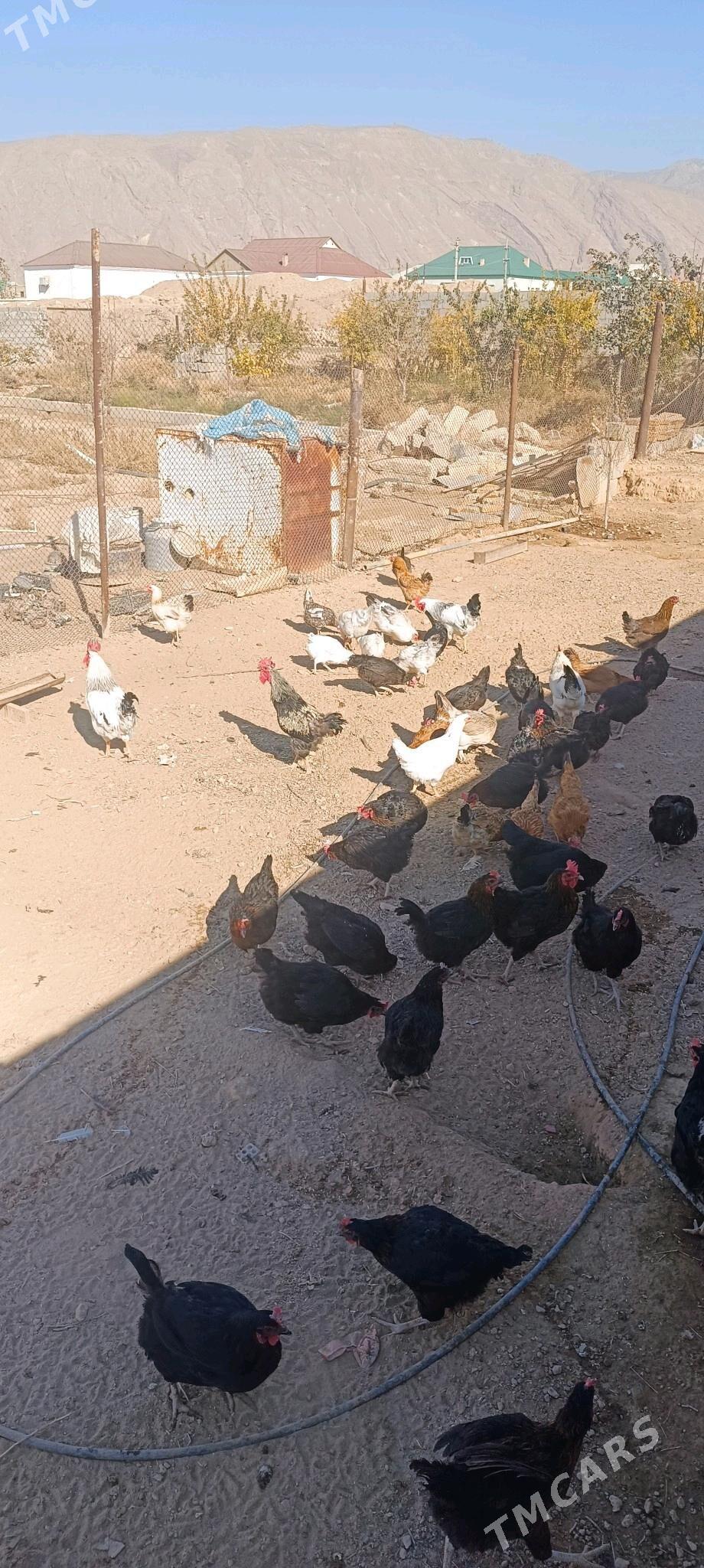 Towuk - Балканабат - img 9