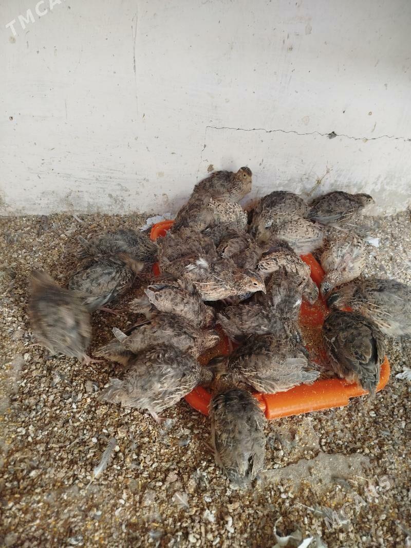 Bedene - Чоганлы - img 4