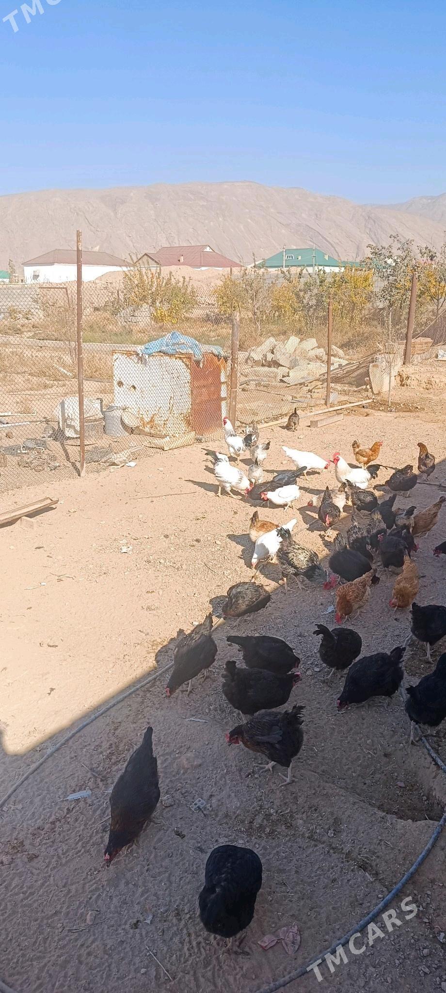 Towuk - Балканабат - img 7