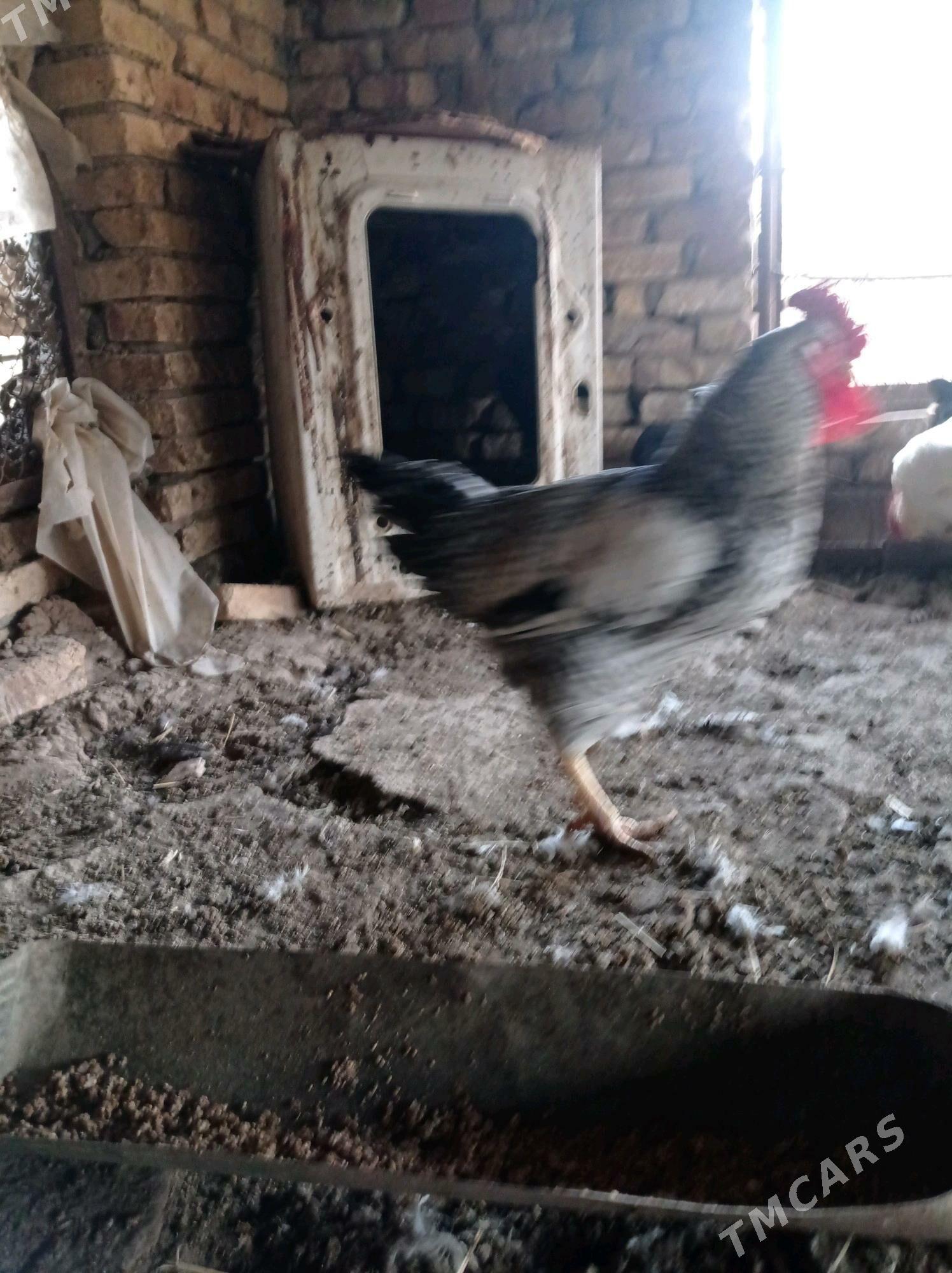 хораз - Туркменабат - img 3