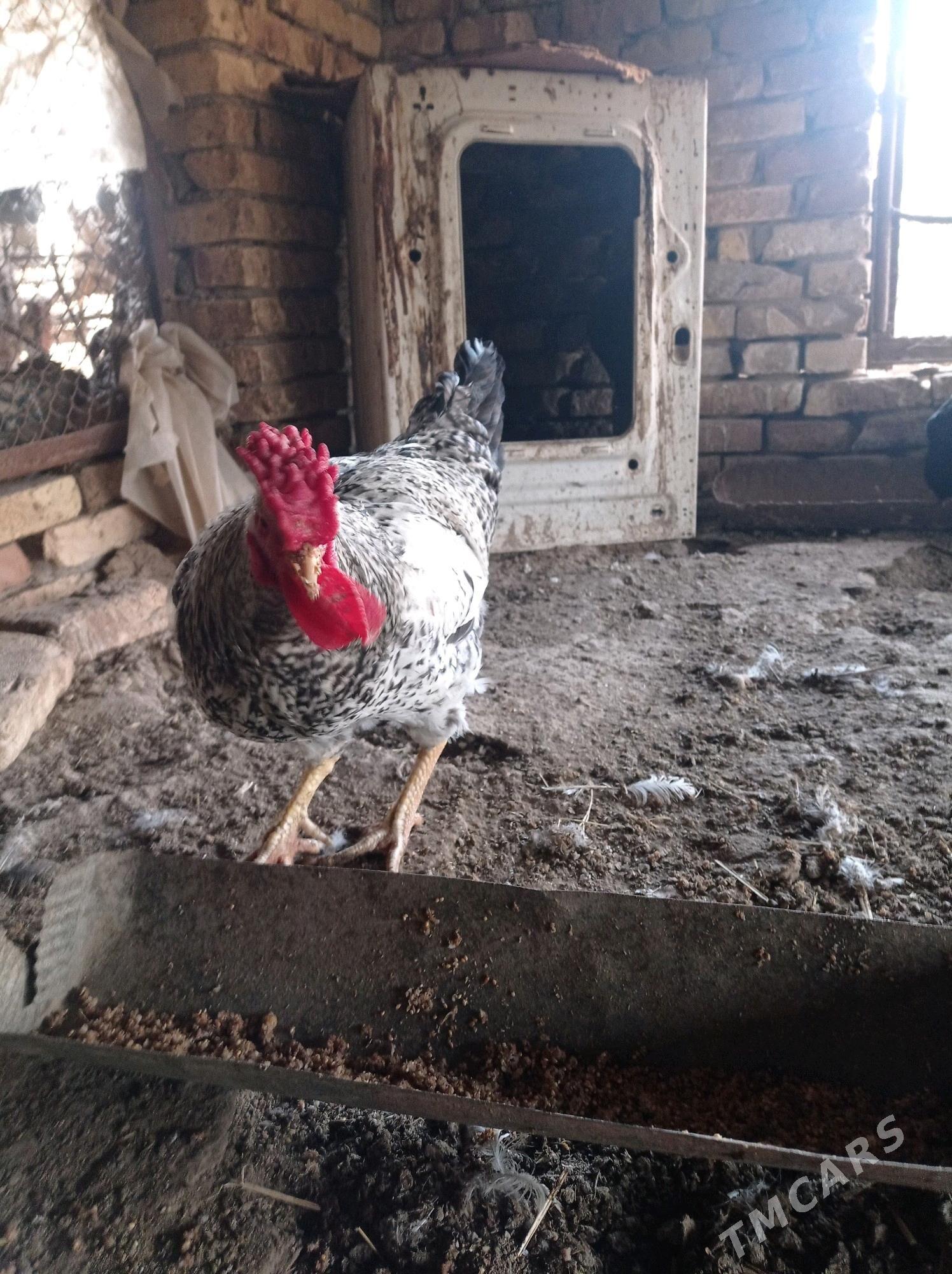 хораз - Туркменабат - img 2