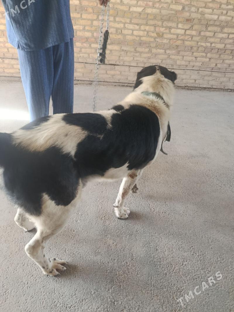 Türkmen alabay - Сакарчага - img 2