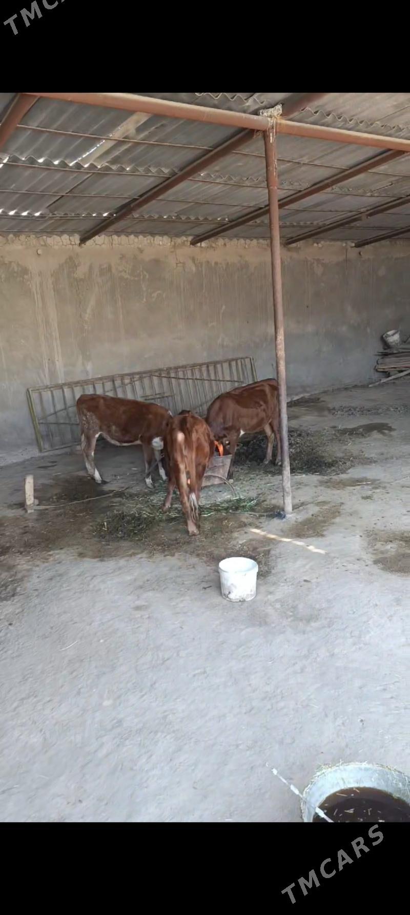 gulajyn - Baýramaly - img 2