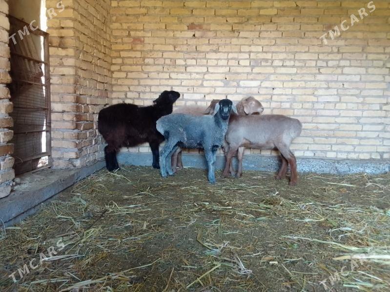 Goyunlar - Çärjew - img 3