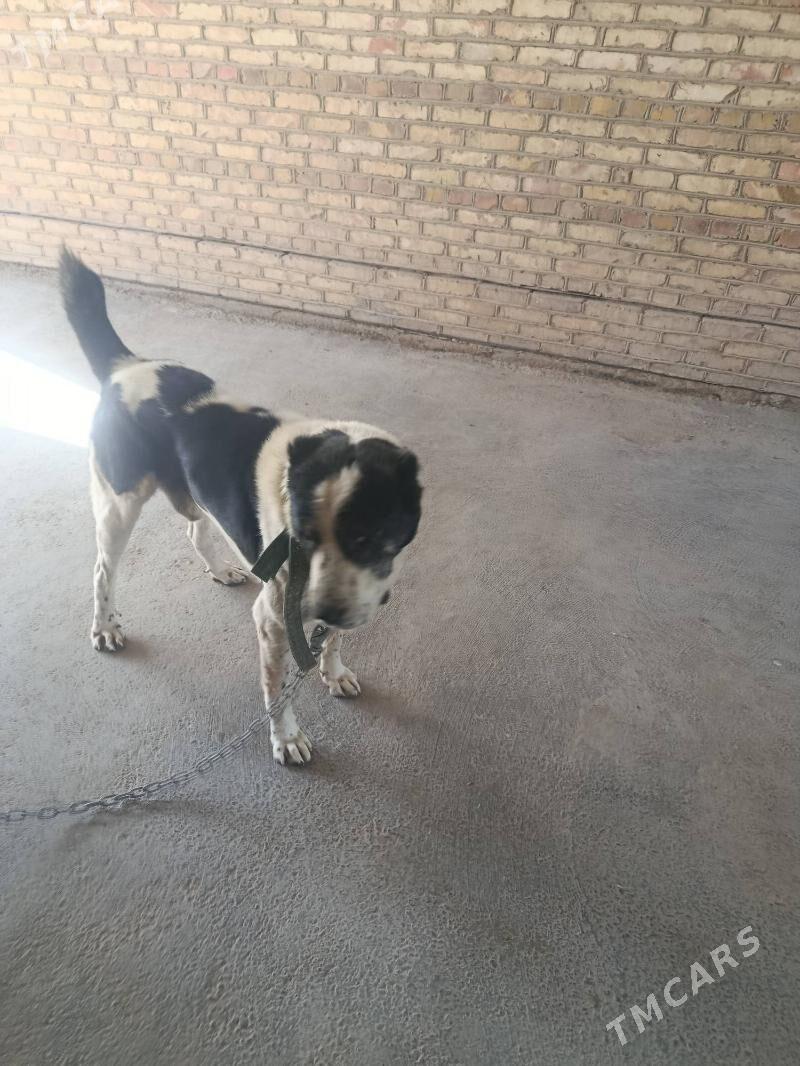 Türkmen alabay - Сакарчага - img 3